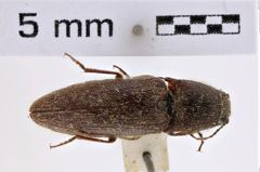 Foto (Dorsalansicht) von Melanotus holtmanni (Platia & Schimmel, 2001) (NHMW-ZOO-COL-0007738)